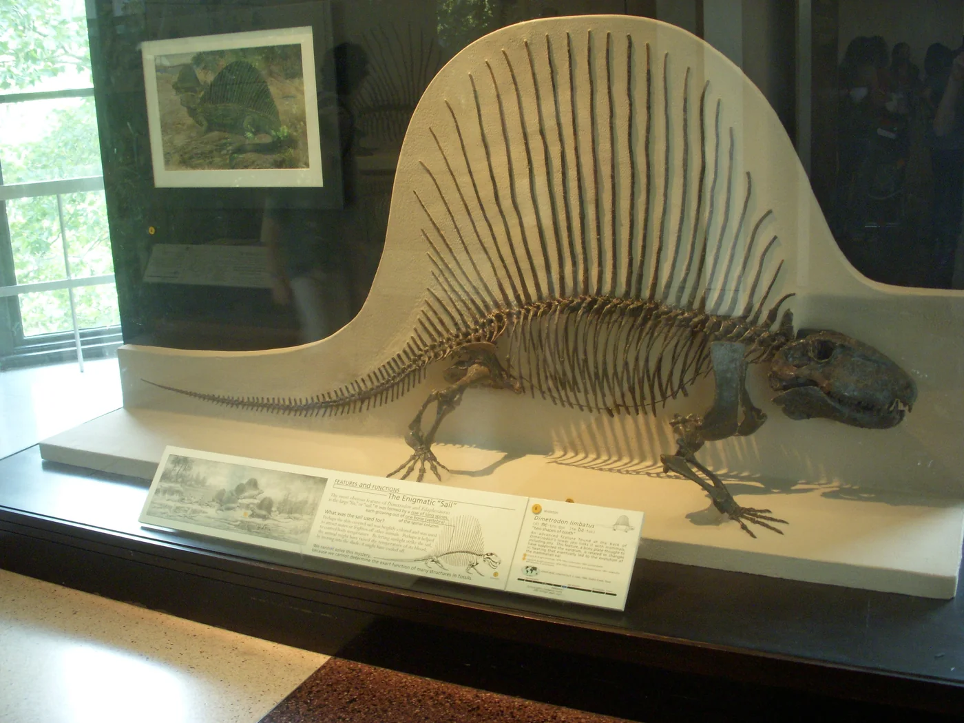 Esqueleto montado de Dimetrodon limbatus en un museo, con las largas espinas de la espalda