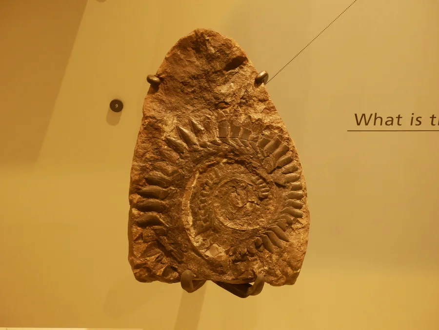 Espiral de dientes fósil de Helicoprion en una vitrina de museo