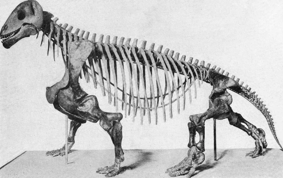 Fotografía antigua en blanco y negro del esqueleto montado de Moschops capensis