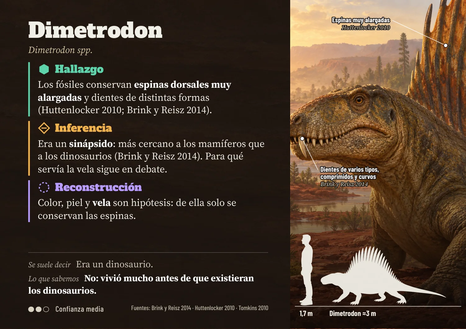 Ficha de Dimetrodon con hallazgo, inferencia y reconstrucción